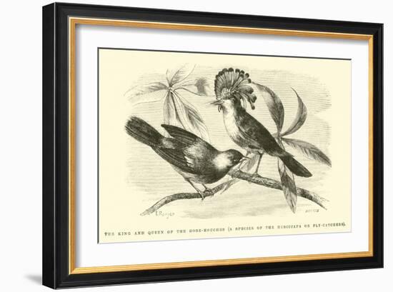 The King and Queen of the Gobe-Mouches, a Species of the Muscicapa or Fly-Catchers-Édouard Riou-Framed Giclee Print