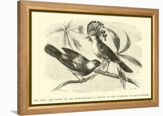 The King and Queen of the Gobe-Mouches, a Species of the Muscicapa or Fly-Catchers-Édouard Riou-Framed Premier Image Canvas