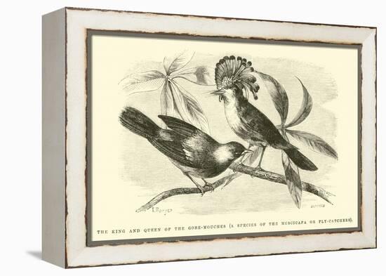 The King and Queen of the Gobe-Mouches, a Species of the Muscicapa or Fly-Catchers-Édouard Riou-Framed Premier Image Canvas
