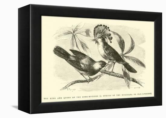 The King and Queen of the Gobe-Mouches, a Species of the Muscicapa or Fly-Catchers-Édouard Riou-Framed Premier Image Canvas