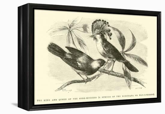 The King and Queen of the Gobe-Mouches, a Species of the Muscicapa or Fly-Catchers-Édouard Riou-Framed Premier Image Canvas