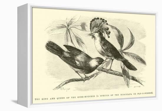 The King and Queen of the Gobe-Mouches, a Species of the Muscicapa or Fly-Catchers-Édouard Riou-Framed Premier Image Canvas