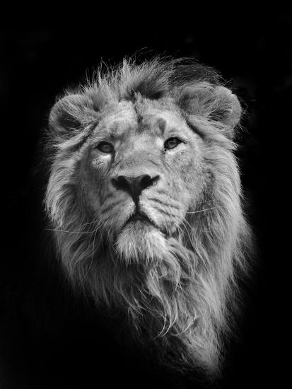 The King Asiatic Lion Photographic Print Stephen Bridson Photography Art Com