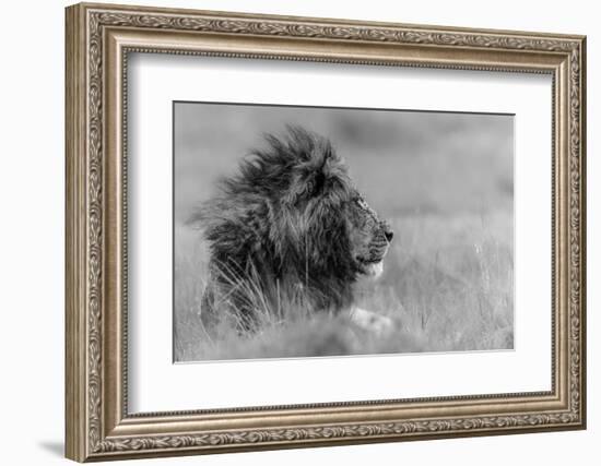 The King Is Alone-Massimo Mei-Framed Photographic Print