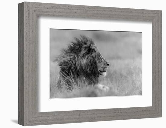 The King Is Alone-Massimo Mei-Framed Photographic Print