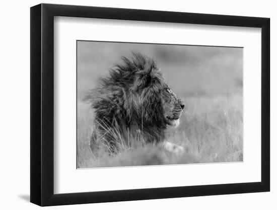 The King Is Alone-Massimo Mei-Framed Photographic Print