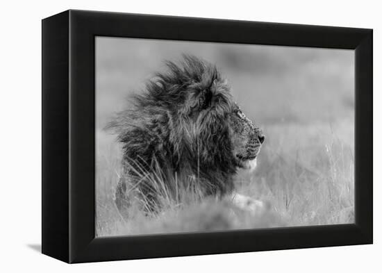 The King Is Alone-Massimo Mei-Framed Premier Image Canvas