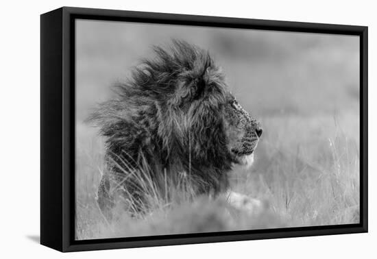 The King Is Alone-Massimo Mei-Framed Premier Image Canvas