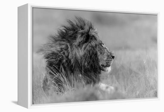 The King Is Alone-Massimo Mei-Framed Premier Image Canvas