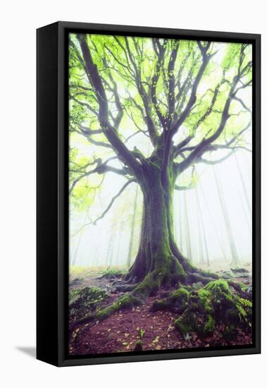 The king of the trees-Philippe Manguin-Framed Premier Image Canvas