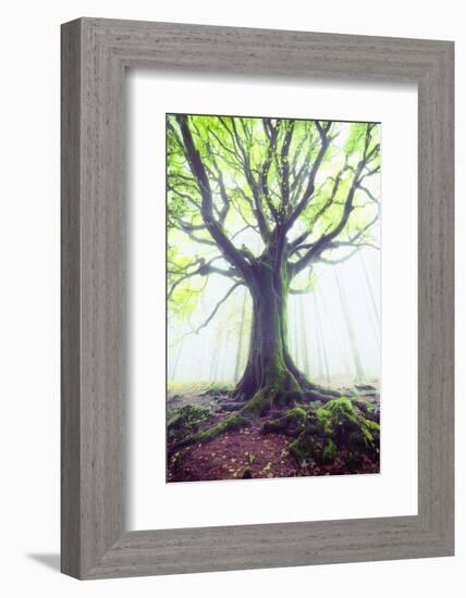 The king of the trees-Philippe Manguin-Framed Photographic Print