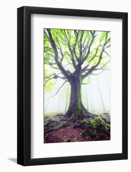 The king of the trees-Philippe Manguin-Framed Photographic Print