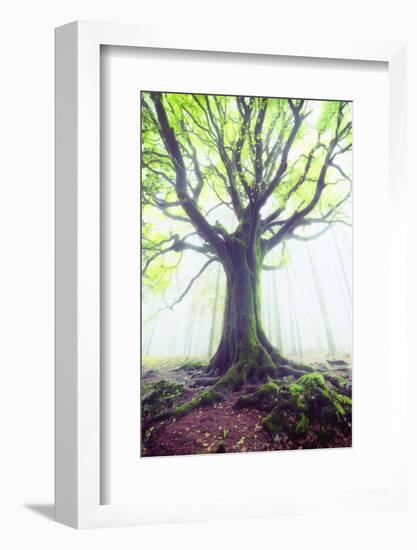 The king of the trees-Philippe Manguin-Framed Photographic Print