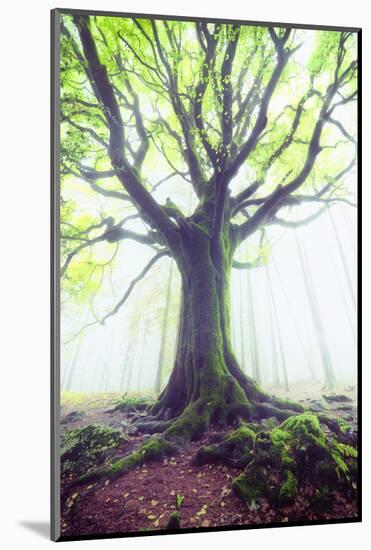 The king of the trees-Philippe Manguin-Mounted Photographic Print