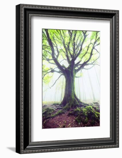 The king of the trees-Philippe Manguin-Framed Photographic Print