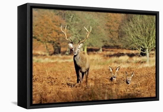 The Kings Deer, Red Deer Stags of Richmond Park, London, England-Richard Wright-Framed Premier Image Canvas