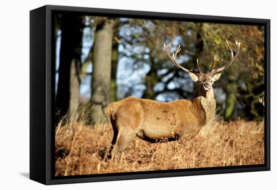 The Kings Deer, Red Deer Stags of Richmond Park, London, England-Richard Wright-Framed Premier Image Canvas