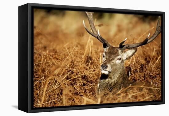 The Kings Deer, Red Deer Stags of Richmond Park, London, England-Richard Wright-Framed Premier Image Canvas