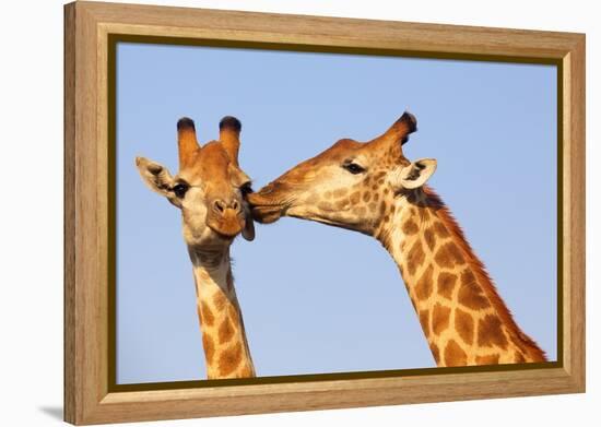 The Kiss-ZambeziShark-Framed Premier Image Canvas