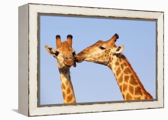 The Kiss-ZambeziShark-Framed Premier Image Canvas