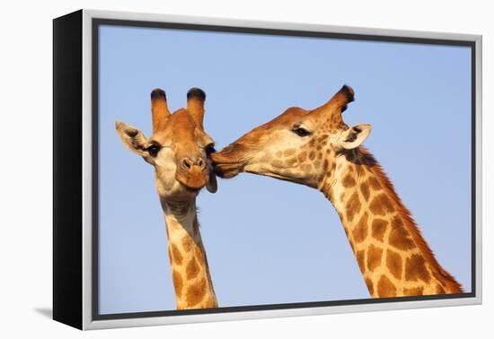 The Kiss-ZambeziShark-Framed Premier Image Canvas