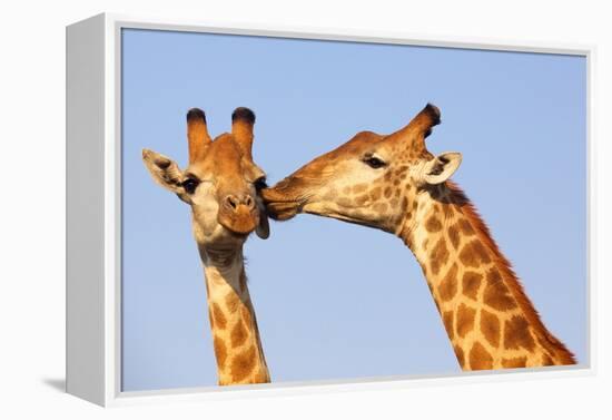 The Kiss-ZambeziShark-Framed Premier Image Canvas