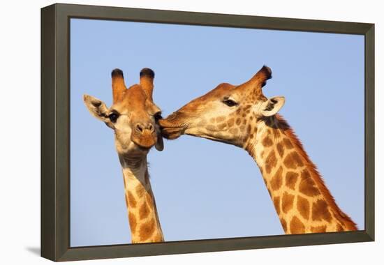 The Kiss-ZambeziShark-Framed Premier Image Canvas