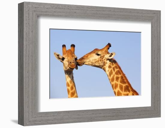 The Kiss-ZambeziShark-Framed Photographic Print