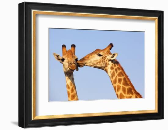 The Kiss-ZambeziShark-Framed Photographic Print