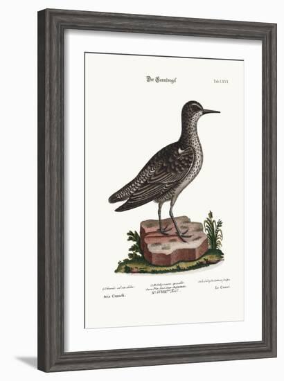 The Knot, 1749-73-George Edwards-Framed Giclee Print