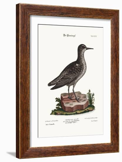 The Knot, 1749-73-George Edwards-Framed Giclee Print