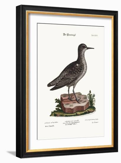 The Knot, 1749-73-George Edwards-Framed Giclee Print