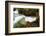 The Kuang Si Waterfalls Just Outside of Luang Prabang, Laos-Micah Wright-Framed Photographic Print