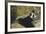 The Lady with Fans, 1873-Edouard Manet-Framed Giclee Print