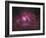 The Lagoon Nebula-Stocktrek Images-Framed Photographic Print