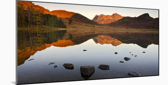 The Langdale Pikes reflected in a mirrorlike Blea Tarn at sunrise, Lake District National Park, Cum-Adam Burton-Mounted Photographic Print