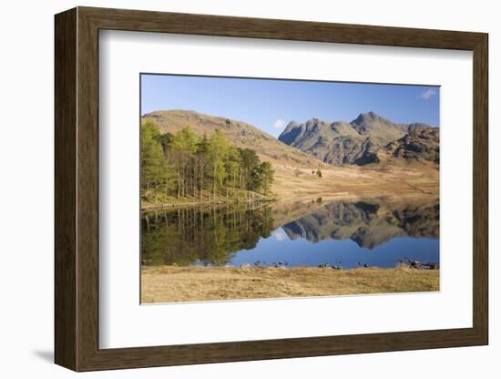 The Langdale Pikes Reflected in Blea Tarn, Above Little Langdale, Lake District National Park-Ruth Tomlinson-Framed Photographic Print