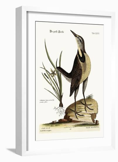 The Large Lark, 1749-73-Mark Catesby-Framed Giclee Print