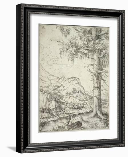 The Large Spruce, C.1520-Albrecht Altdorfer-Framed Giclee Print