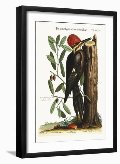 The Larger Red-Crested Woodpecker, 1749-73-Mark Catesby-Framed Giclee Print