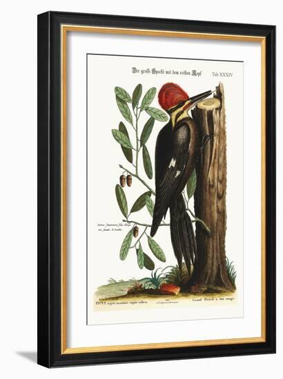 The Larger Red-Crested Woodpecker, 1749-73-Mark Catesby-Framed Giclee Print