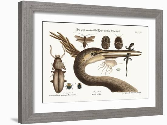 The Largest Crested Heron, 1749-73-Mark Catesby-Framed Giclee Print