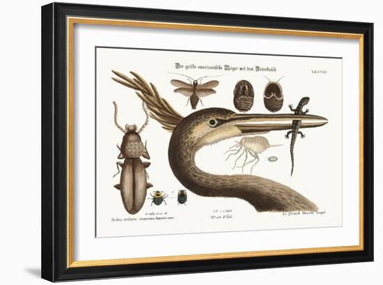 The Largest Crested Heron, 1749-73-Mark Catesby-Framed Giclee Print