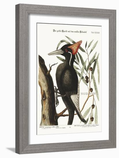 The Largest White-Bill Woodpecker, 1749-73-Mark Catesby-Framed Giclee Print