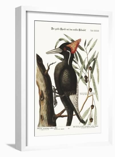 The Largest White-Bill Woodpecker, 1749-73-Mark Catesby-Framed Giclee Print