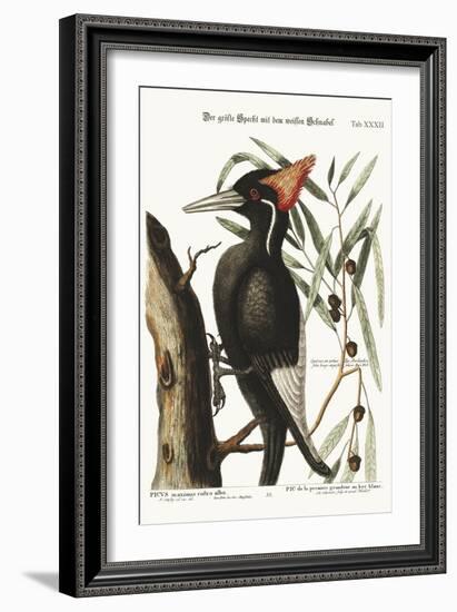 The Largest White-Bill Woodpecker, 1749-73-Mark Catesby-Framed Giclee Print