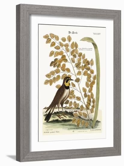 The Lark, 1749-73-Mark Catesby-Framed Giclee Print