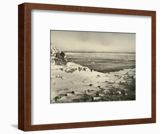 'The Last of the Penguins Just Before Their Migration in March', c1908, (1909)-Unknown-Framed Photographic Print