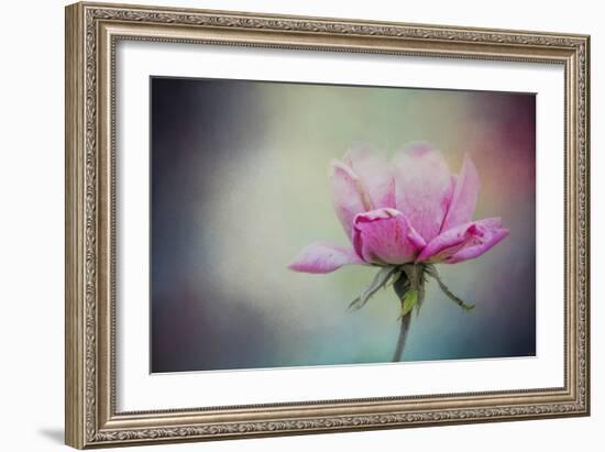 The Last Pink Rose-Jai Johnson-Framed Giclee Print