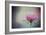 The Last Pink Rose-Jai Johnson-Framed Giclee Print